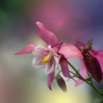 columbine, flower, plant-7246650.jpg