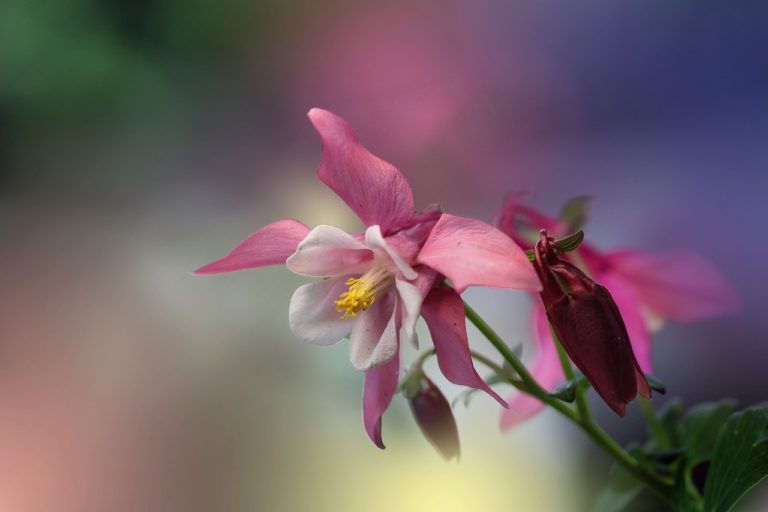 columbine, flower, plant-7246650.jpg