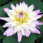 dahlia, flower, blossom-7246385.jpg