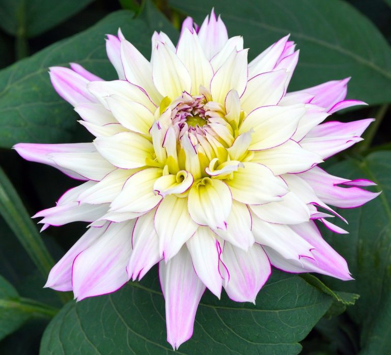 dahlia, flower, blossom-7246385.jpg